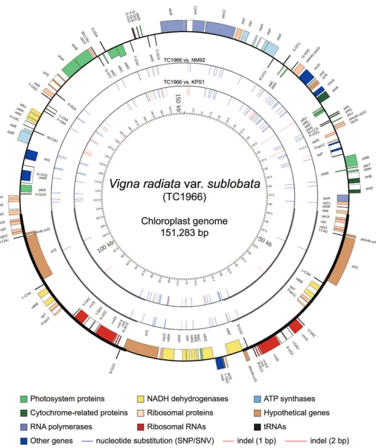 Fig 1. CP genome map and comparisons of Vigna radiata var. sublobata TC1966. Four concentric circles from the outside to inside represent the TC1966 CP genome map, the variances between TC1966 and NM92 (RIL59), the variances between TC1966 and KPS1, and th