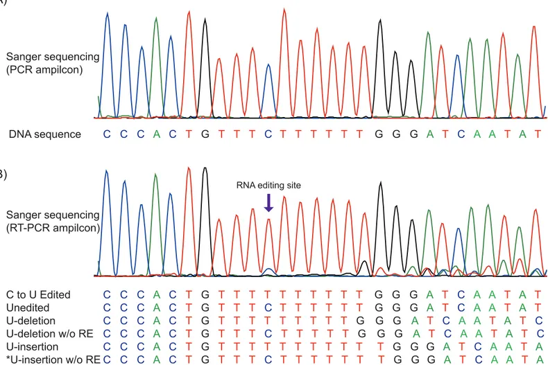 Fig 3. RNA transcript variation of psbF gene. (A) CP genome sequence detected by direct sequencing of PCR amplicons