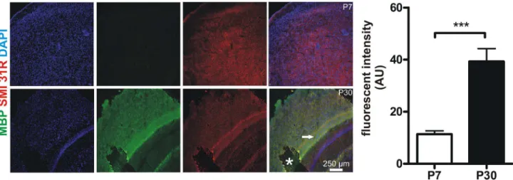 Figure 4.  Murine cortices are less myelinated at P7 compared with P30.  In order to determine myelination MBP expression was  studied  in  cortices  of  P7  and  P30  mice