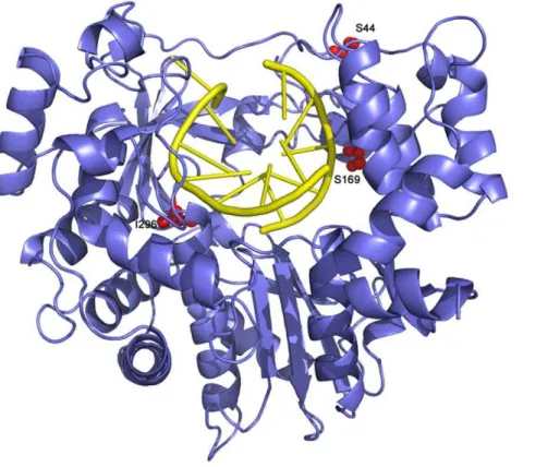 Figure 9. Ribbon diagram of the structure of FMDV 3D polymerase, SSI mutant, in complex with the RNA template-primer