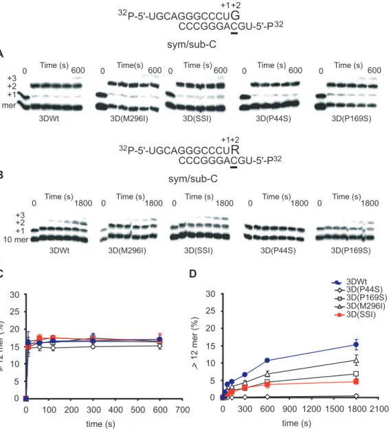 Figure 4. Incorporation of nucleotides into sym/sub-AC by mutant FMDV polymerases. (A) Kinetics of incorporation of GMP into sym/sub- sym/sub-AC (sequence shown at the top) by the indicated FMDV polymerases