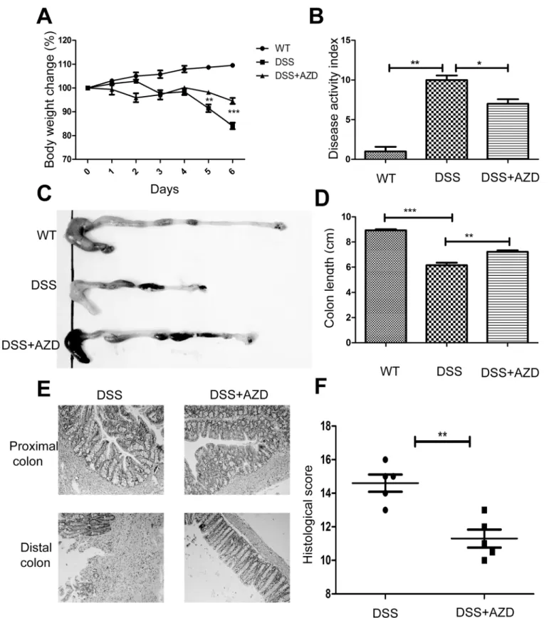 Fig 1. AZD8055 attenuates the development of intestinal inflammation. When the mice developed clinical signs of disease, they were sacrificed