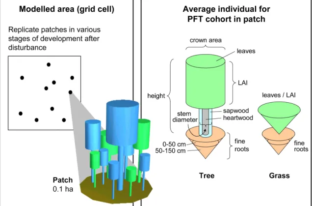 Fig. B1. Vegetation representation in LPJ-GUESS cohort mode.