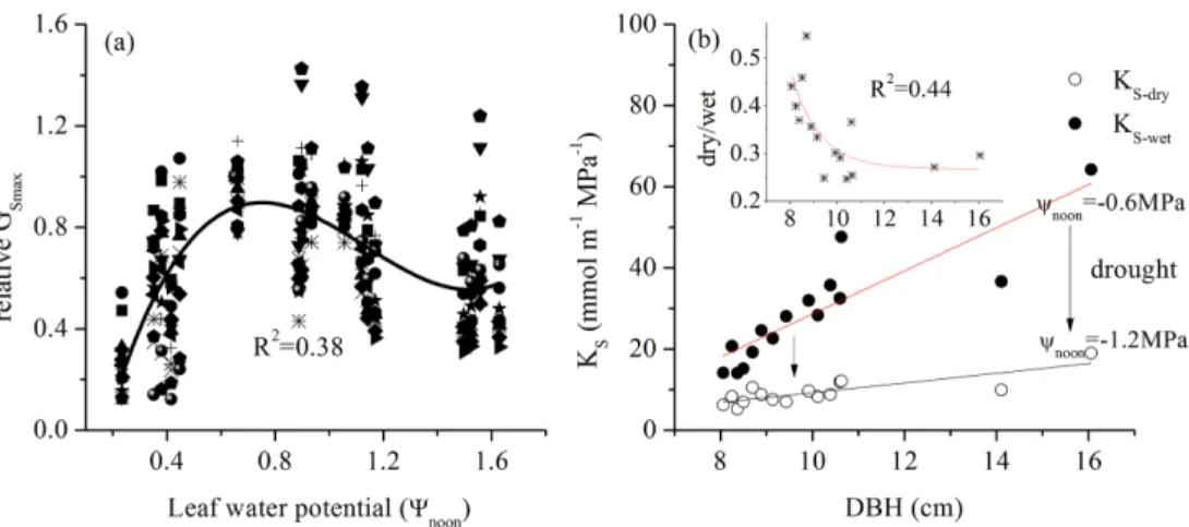 Figure 7. (a) Limitation of leaf water potential (at noon, 12:00–13:00 LT) on relative daily max- max-imum G S (G Smax ) and (b) relationship between tree size and specific hydraulic conductivity k s of 15 trees for E