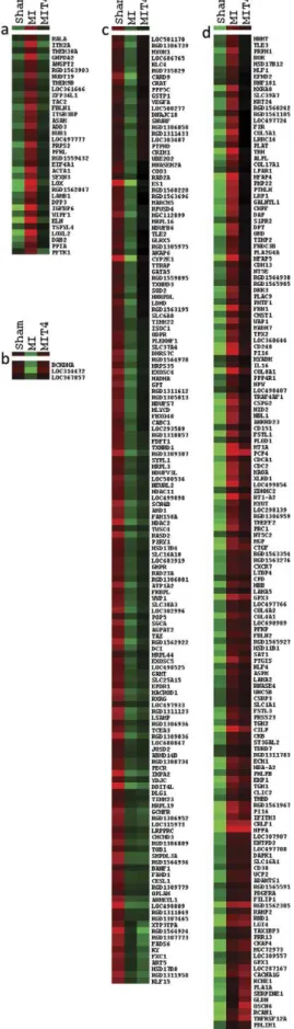 Figure 1. Gene clustering for 354 genes altered by MI. a. Genes whose expression was increased by MI but reduced or normalized by T4 treatment; b
