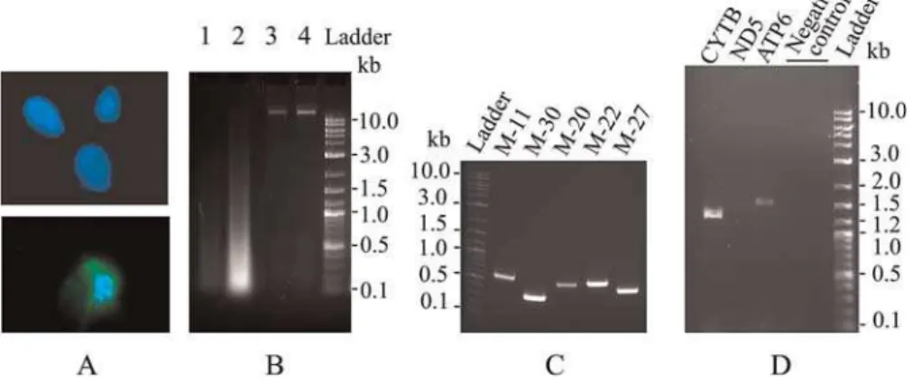 Figure 2. The Unusually Well-Preserved Mammoth DNA