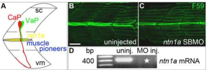 Figure 3). In ntn1a MO-injected embryos, both CaP and VaP axons extended out of the spinal cord along their normal path to the muscle pioneers (Figure 2B-B’’), suggesting that as in other species [18,19,20,21], zebrafish Ntn1a is not required for ventrally
