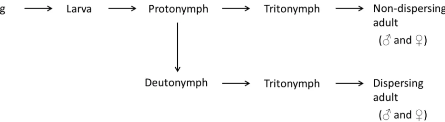 Fig 1. Life cycle of the bulb mite. The life cycle has six life stages; the deutonymph stage is the facultative dispersal stage that develops under