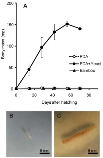 Figure 4. Effects of the yeast symbiont on larval growth of Doubledaya bucculenta . (A) Larval growth curves on sterile potato dextrose agar (PDA) plates (open circles), on PDA plates on which the yeast strain was fully grown (filled circles), and on steri