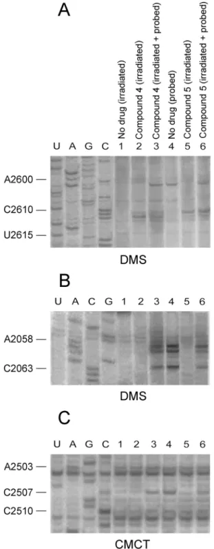 Fig 5. CAM dimer crosslinking at the entrance to the exit tunnel, upon UV-irradiation