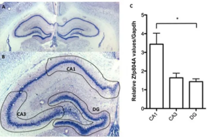 Fig 2. Zfp804A mRNA expression in the adult rat hippocampus. (A) Adult rat section stained with toluidine