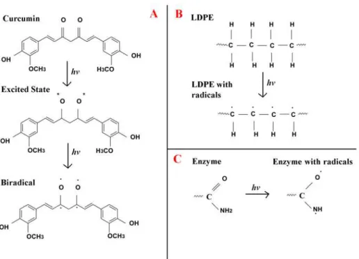 Fig 1. The chemical changes which occurred on UV treatment of (A) curcumin, (B) LDPE and (C) enzyme.