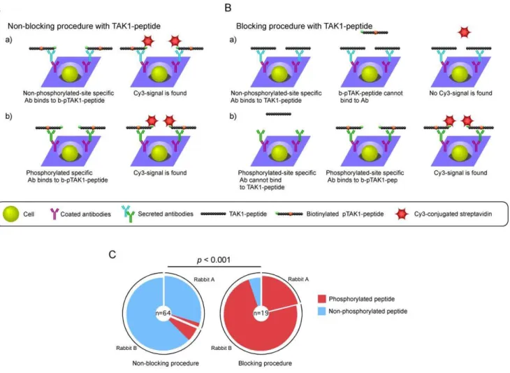 Figure 3. Efficient screening for phosphorylated peptide-specific RaMoAbs with rabbit-ISAAC