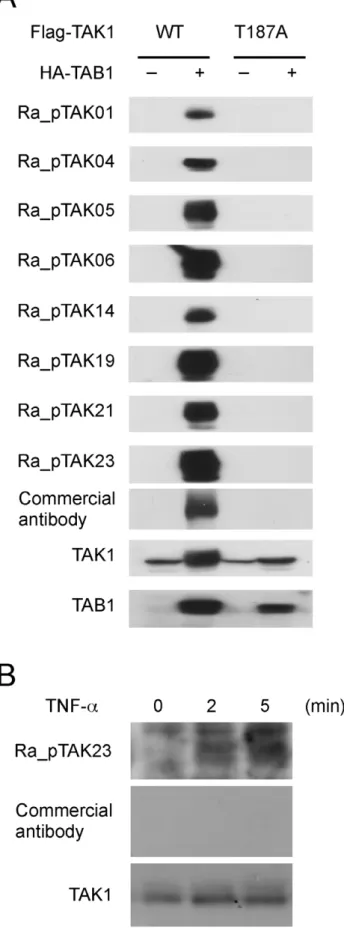 Figure 4. Western blot analysis of pTAK1-peptide-specific RaMoAbs. (A) Examination of the specificity of pTAK1-peptide-specific RaMoAbs