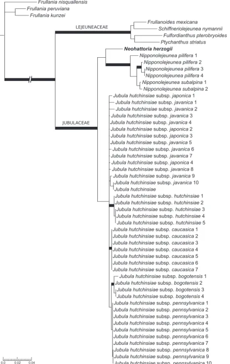 Figure 2. Maximum likelihood (ML) tree showing the systematic position of Neohattoria herzogii within  the Jubulaceae
