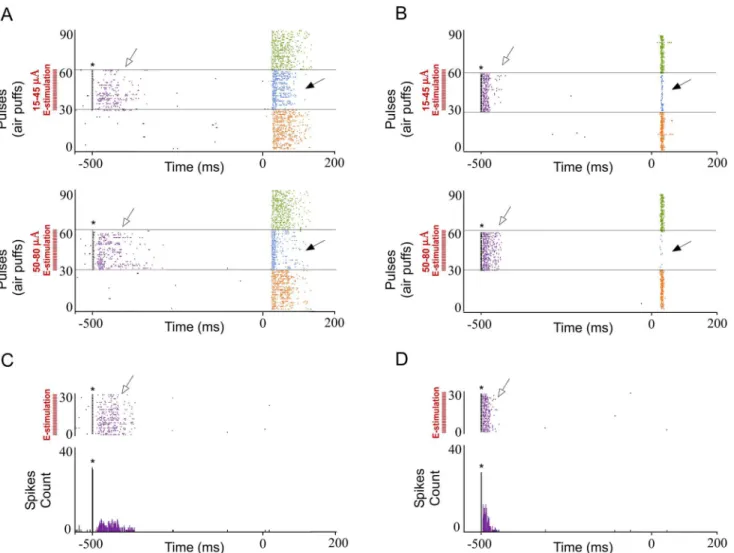 Fig 7. The effect of POm E-stimulation is intensity-dependent. Response duration and magnitude of cortical neurons decreased with increasing E- E-stimulation intensity