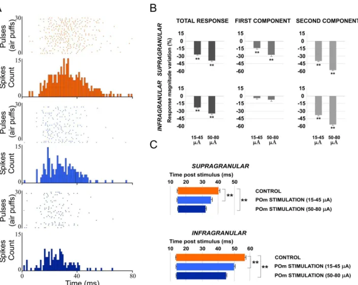 Fig 8. Increasing POm E-stimulation intensity enhances the reduction of second component spikes, shortening the duration of the sensory response