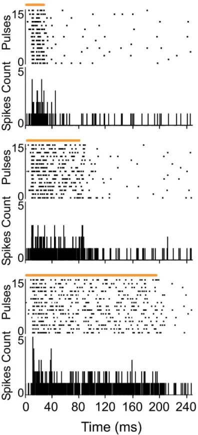 Fig 1. POm responses lasted the duration of the whisker stimulus. Raster plots and PSTHs showing sustained multiunit POm responses evoked by different stimulus duration (top: 20 ms, middle: 80 ms and bottom: 200 ms)
