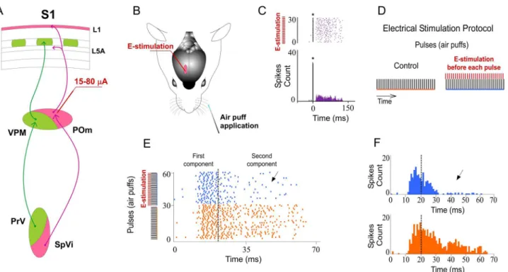 Fig 2. Increasing POm activity by POm E-stimulation just before sensory stimulus modulates whisker cortical responses
