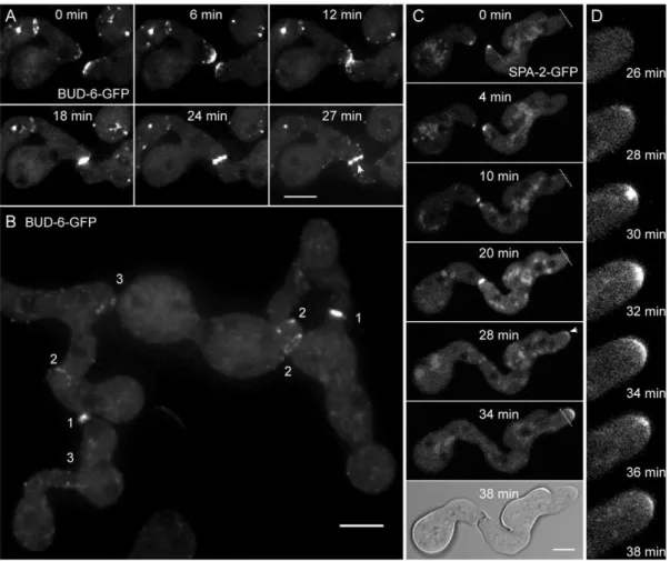 Figure 2. BUD-6 and SPA-2 recruitment during CAT-mediated cell fusion. (A) Clusters of BUD-6-GFP became recruited to CAT tips, concentrated at the incipient fusion site upon contact, and formed an opening ring of fluorescence during fusion pore formation (