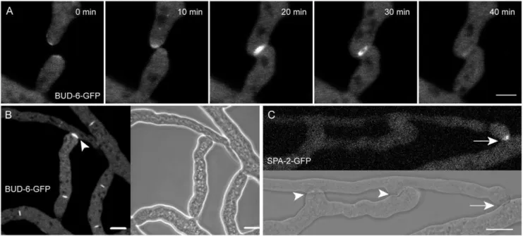 Figure 5. BUD-6 dynamics during vegetative hyphal fusion. (A) BUD-6 became recruited to the tips of homing fusion hyphae, then concentrated at the attachment point and surrounded the opening fusion pore