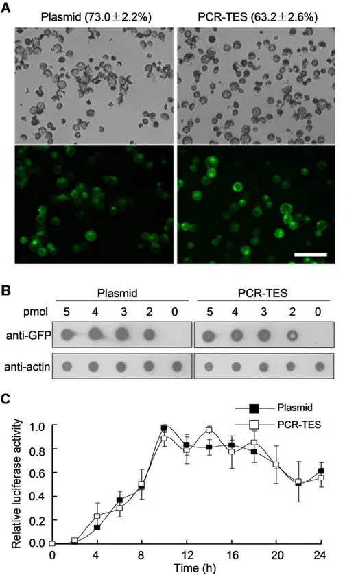 Figure 2. Transient expression of PCR-fragments in Arabidopsis mesophyll protoplasts. (A) Protoplasts were transfected with plasmid p35S-GFP (Plasmid) or with PCR-fragments 35S-GFP-NOS (PCR-TES)