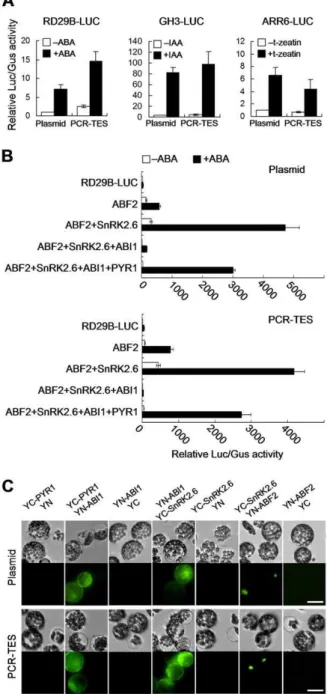 Figure 3. Comparisons of transformations with plasmid DNA and PCR fragments. (A) PCR-fragments (RD29B-LUC-NOS,  GH3-LUC-NOS and ARR6-LUC-NOS) were transformed into protoplasts,  respec-tively