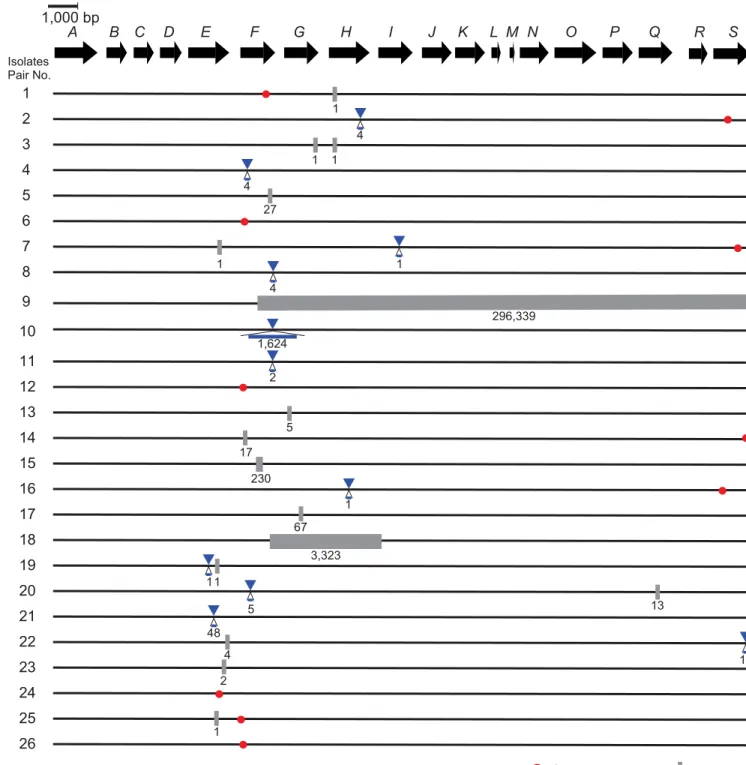 Fig 3. Nonsynonymous mutations and indels in the cps gene cluster between encapsulated and unencapsulated S