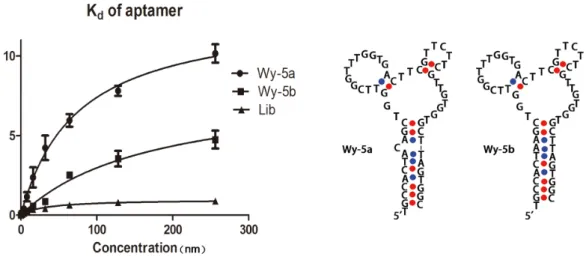 Table 1. Sequences and K d s of selected aptamers for the PC-3 cells.