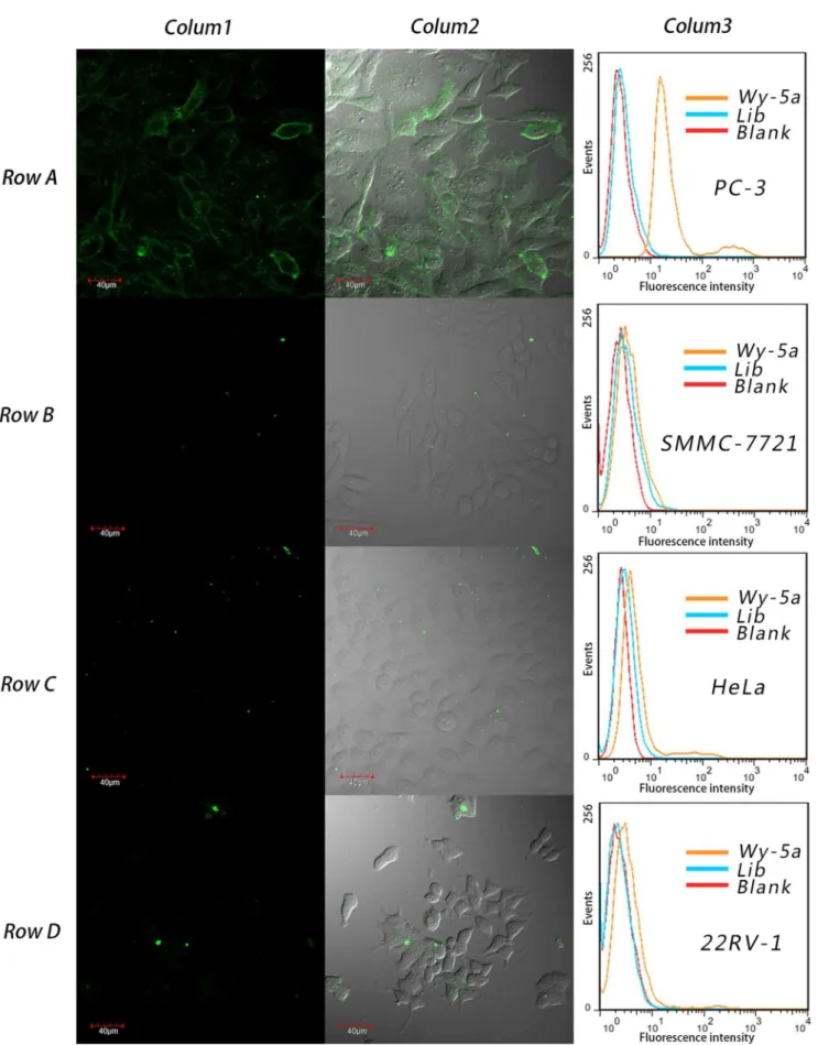 Figure 4. The specificity assay of aptmer Wy-5a to different cell lines. Row A, target cell line PC-3; Row B, SMMC-7721; Row C, HeLa; Row D, 22RV-1