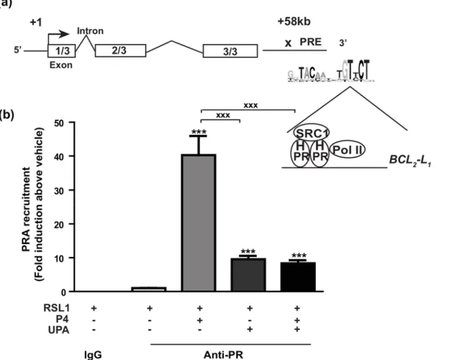 Fig 6. Progesterone enhances PRA recruitment on the intragenic region of BCL 2 -L 1 gene