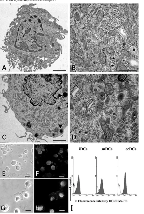 Figure 1. Immunophenotypical and functional maturation of DCs. A) Flow cytometry for DC markers in immature DCs (iDCs), DCs matured with a standard protocol (mDCs), DCs co-cultured with CASMCs (ccDCs) and DC co-cultured with CASMC pre-treated with 50 ng/mL