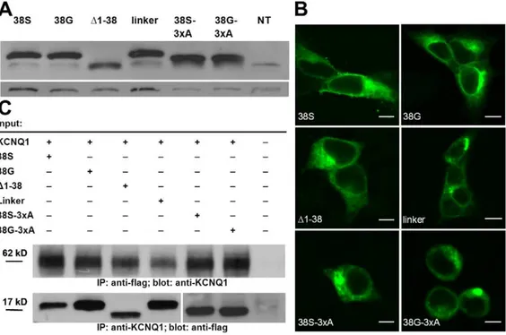 Figure 2. Immunodetection of heterologously expressed constructs. Immunodetection of flag-tagged KCNE1 constructs