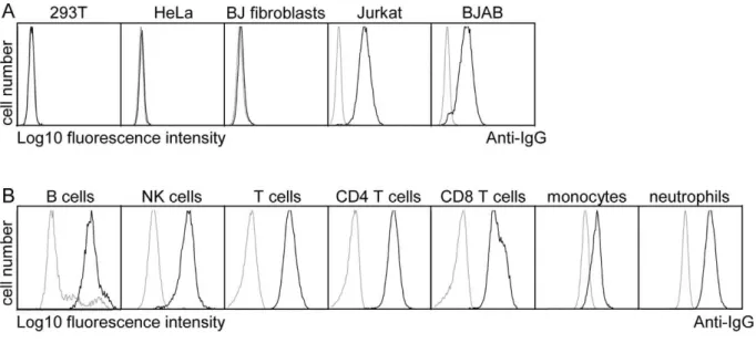Figure 2. pUL11 interacts with leukocytes. (A) Surface staining of the indicated cell lines with purified UL11Fc (black lines), or the Fc control protein (grey lines)