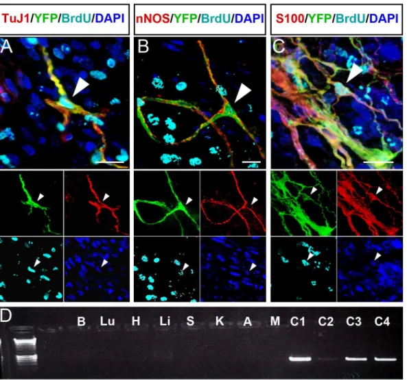 Fig 4. Transplanted YFP+ mouse ENCCs proliferate and generate enteric neurons and glia but do not spread beyond transplanted gut