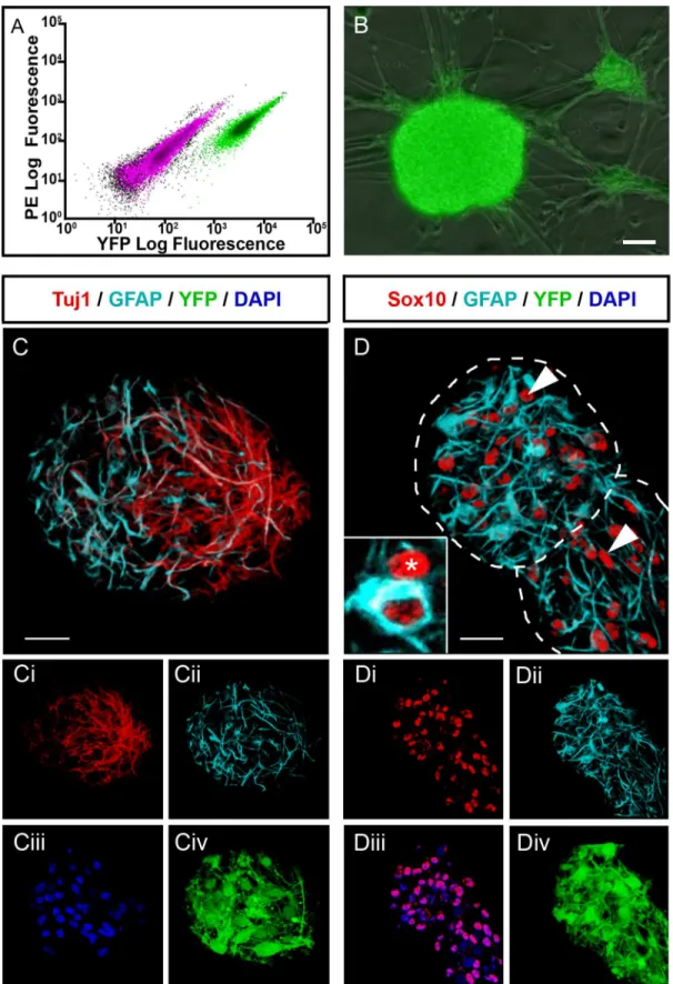 Fig 1. Isolation and culture of YFP+ enteric neural crest cells (ENCC) from postnatal Wnt1-cre;R26RYFP/YFP mouse gut