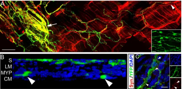Fig 2. ENCCs from transplanted murine neurospheres show appropriate colonisation, localisation and formation of ENS-like networks in recipient wild-type gut