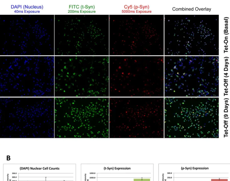 Figure 1. Sensitive fluorescence detection of p-syn and t-syn over time. Shown in A are fluorescence images of nuclei (Blue), t-syn (green), and p-syn (red) with the exposure time of 40 ms, 200 ms, and 5000 ms, respectively