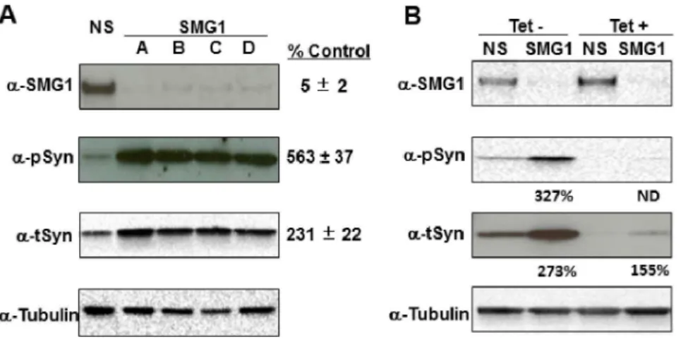 Figure 4. SMG1 effects on a-synuclein expression are indepen- indepen-dent of its function in the mRNA surveillance pathway