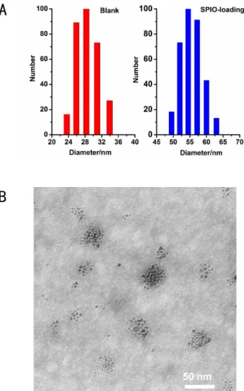 Figure 2. Micelle size measure. Size distribution of PEALCa micelles before and after loading of SPIO(A)