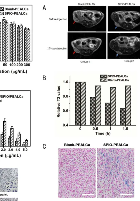 Figure 5. Tumor targeting evaluation in vivo . Group 1: mice with LoVo tumors prior and after injection of blank PEALCa; Group 2: mice with LoVo tumors prior and after injection of SPIO-PEALCa (A)