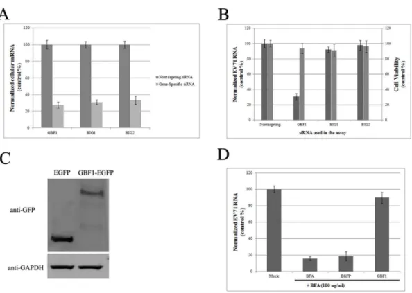 Figure 6. GBF1 interacts with viral 3A protein. (A) Immunoprecipitation was conducted with Protein G agarose plus anti-FLAG antibody.