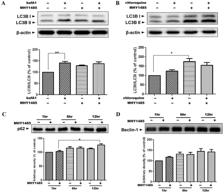 Figure 3. Failure of the increase of autophagic flux. Western blot analysis was performed with samples from cells treated in 2 mM MHY1485 for 6 h