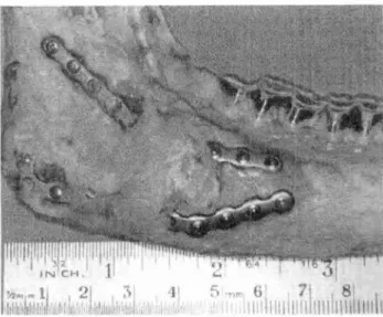Figura I- Superficie lateral da  mandíbula reconstruída  no sacrificio após 6 semanas mostrando  grande crescimento ósseo