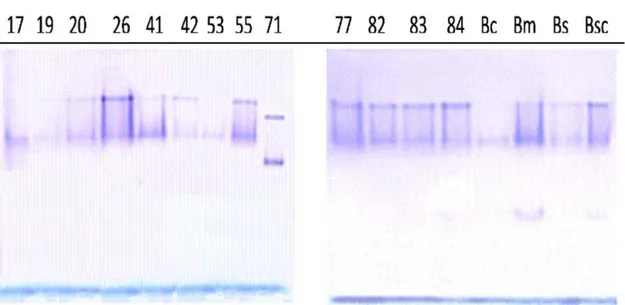 Figure 1. Polyacrylamide gel electrophoresis of G6PDH crude enzyme. Bsc: Bacillus schlegelii; Bs: Bacillus sphaericus; Bm: 