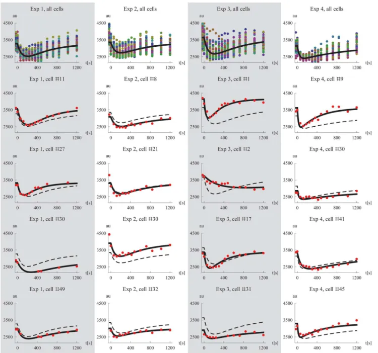 Fig 4. Model simulations and data. The first row show plots of all single cell data together with a simulation of a cell using the median parameters for each experiment, respectively