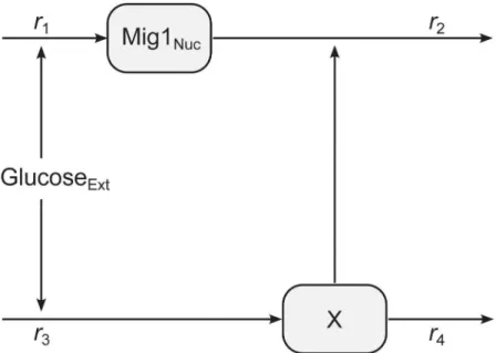 Fig 2. Illustration of the mathematical model. Extracellular glucose is controlling the rate of production of nuclear Mig1 and a hypothetical component X