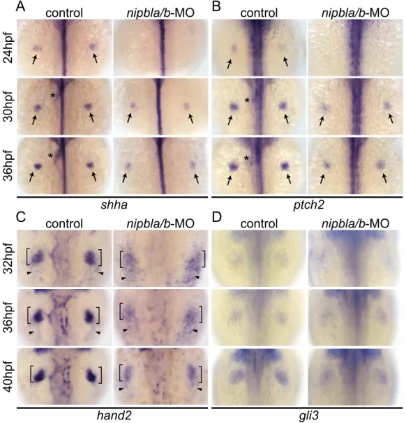 Figure 3. Reduction of genes involved in the shh -related gene regulatory cassette in developing pectoral fin mesenchyme of Nipbl- Nipbl-deficient embryos