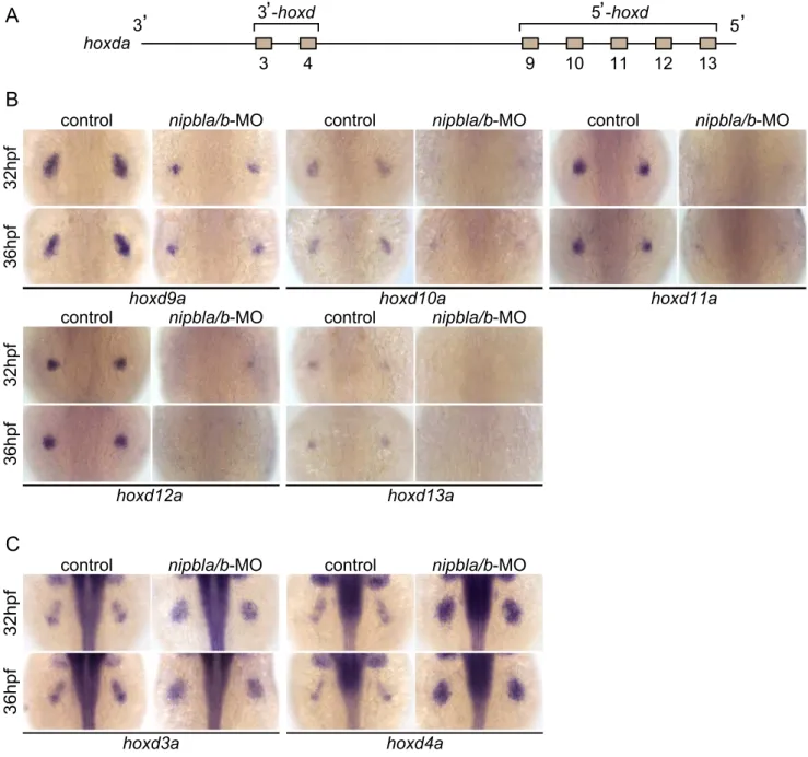 Figure 4. Nipbls are required for spatial patterns of hoxd expression in pectoral fin buds