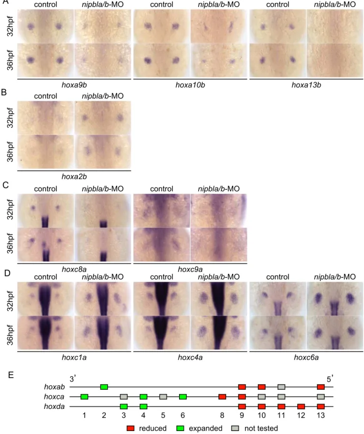 Figure 5. Nipbls regulate hox gene expression according to genomic location. (A–D) Expression of genes in hoxab (A,B) and hoxca (C,D) clusters was examined by ISH